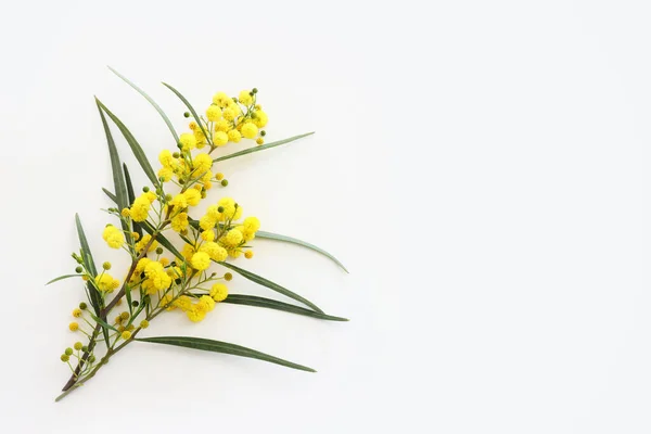 Draufsicht Bild Des Frühlings Gelbe Mimose Blumen Zusammensetzung Über Weißem — Stockfoto