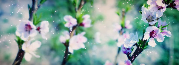 Bakgrund Våren Blomma Träd Selektivt Fokus — Stockfoto