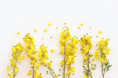 Beyaz arkaplan üzerinde bahar sarısı mimoza çiçeklerinin üst görünümü