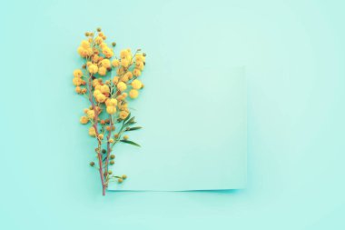 Bahar sarısı mimoza çiçeklerinin üst görünümü pastel mavi arkaplan üzerindeki kompozisyonu