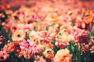 Düğünçiçeği çiçekli düşük açılı fotoğraf. Seçici odak