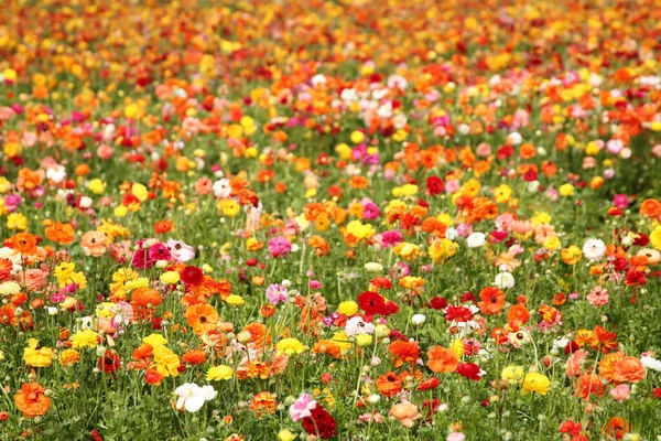Zdjęcie Niskim Kątem Jaskry Wiosenne Kwiaty Skupienie Selektywne — Zdjęcie stockowe
