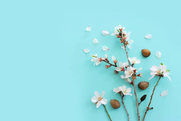 stock image image of spring white almond blossoms tree over blue pastel background