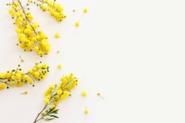 Beyaz arkaplan üzerinde bahar sarısı mimoza çiçeklerinin üst görünümü