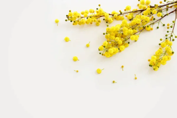 Beyaz Arkaplan Üzerinde Bahar Sarısı Mimoza Çiçeklerinin Üst Görünümü — Stok fotoğraf