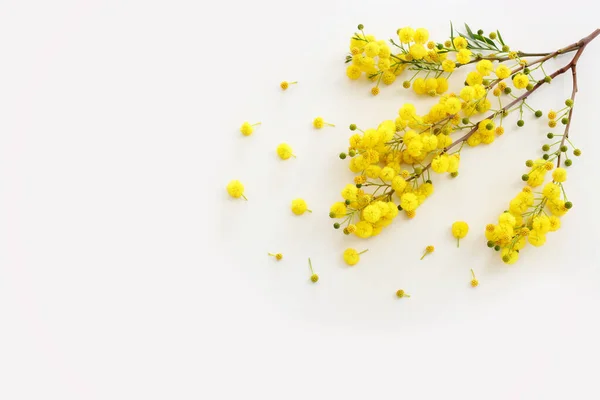 Imagen Vista Superior Composición Flores Mimosa Amarillo Primavera Sobre Fondo — Foto de Stock