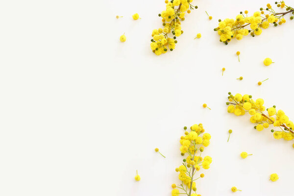Top view image of spring yellow mimosa flowers composition over white background