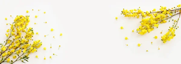 Изображение Весенней Желтой Композиции Цветов Мимозы Белом Фоне — стоковое фото