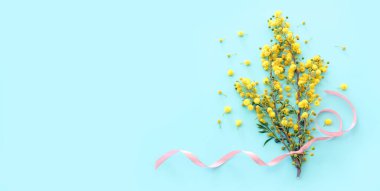 Bahar sarısı mimoza çiçeklerinin üst görünümü pastel mavi arkaplan üzerindeki kompozisyonu