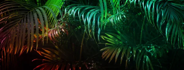 Закрыть Изображение Пальмового Листа Тропический Природный Фон — стоковое фото