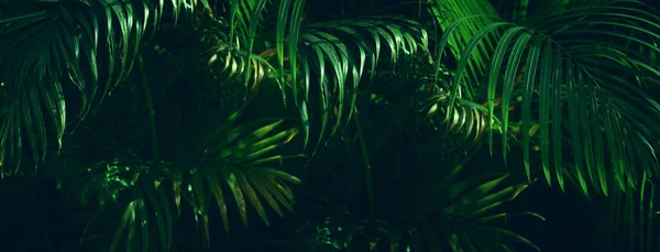 Крупним Планом Зображення Пальмового Дерева Тропічний Природний Банер Фону — стокове фото