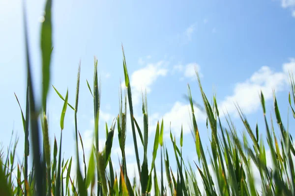 Low Angle View Fresh Grass Blue Sky Freedom Renewal Concept — Stock Photo, Image