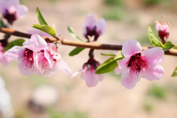 stock image background of spring blossom tree. selective focus