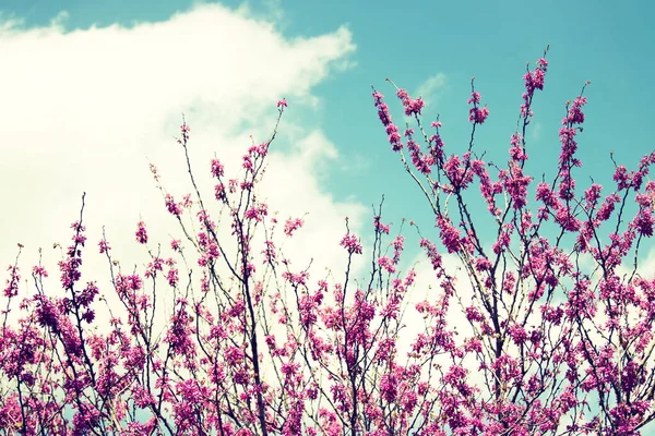 Background Spring Blossoms Tree Selective Focus — Stock Photo, Image