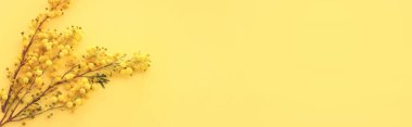 Bahar sarısı mimoza çiçekleri kompozisyon arkaplanının üst görünümü