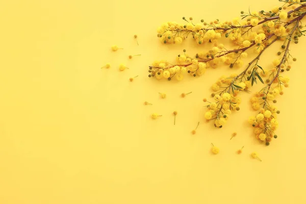 Bahar Sarısı Mimoza Çiçekleri Kompozisyon Arkaplanının Üst Görünümü — Stok fotoğraf