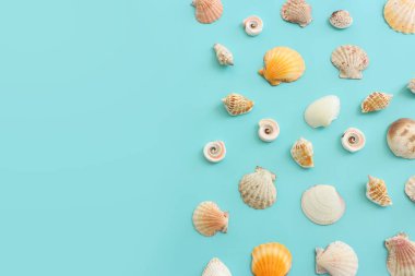 deniz kabukları mavi arkaplan üzerinde