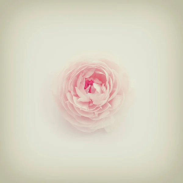 Bild Von Oben Mit Pastellrosa Blume Jahrgangsstil — Stockfoto
