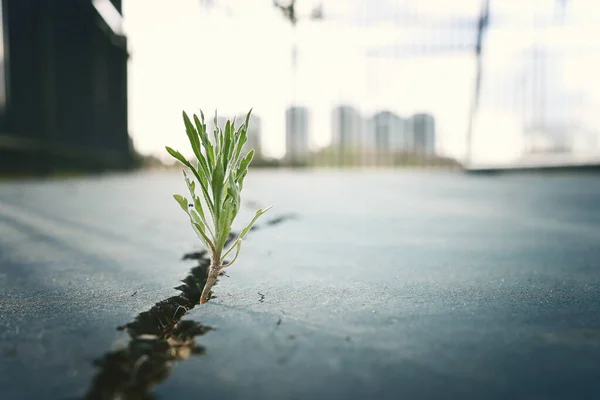 Plant Grows Crack Asphalt Symbol Hope Renewal — Stock Photo, Image