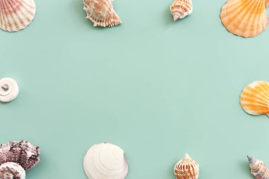 deniz kabukları ve deniz yıldızları nane mavisi ahşap arka planda