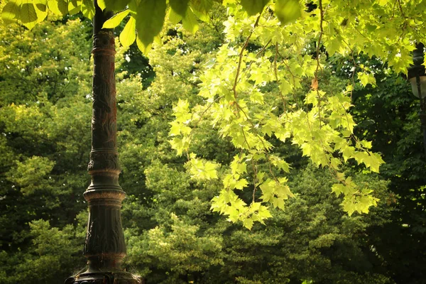 Fundo Uma Árvore Florescendo Verde — Fotografia de Stock