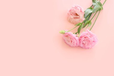 Pastel arkaplan üzerinde narin pembe çiçeklerin üst görünümü