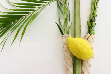 Sukkot Yahudi Festivali. Geleneksel semboller (dört tür): Etrog (citron), lulav (palmiye dalı), hadas (mersin ağacı), arava (söğüt ağacı))