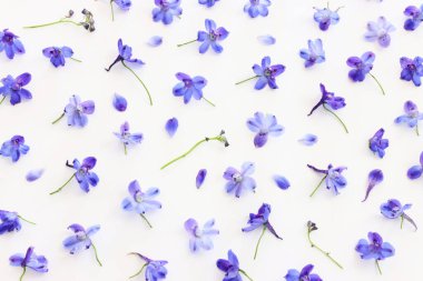 Beyaz izole arkaplan üzerinde menekşe desenli çiçek bileşiminin üst görünümü