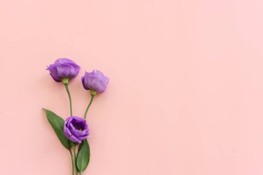 Pastel arkaplan üzerinde pembe ve mor çiçek kompozisyonu üst görünüm .Düz yatıyordu.