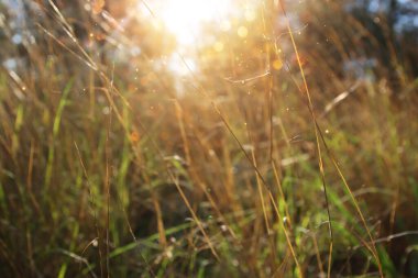 Rüya gibi soyut orman görüntüsü, çiçek açan çayır ve pastel bokeh ışıkları.
