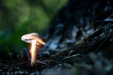 Geceleri parlayan mantarların fotoğrafı, gizemli orman, fantezi konsepti.