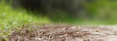 Rüya gibi soyut orman görüntüsü, çiçek açan çayır ve pastel bokeh ışıkları.