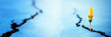 Asfalt zemindeki çatlaklar arasında büyüyen çiçek filizleri.