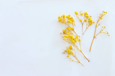 Beyaz arkaplan üzerinde çingene sarı çiçeklerin üst görünümü