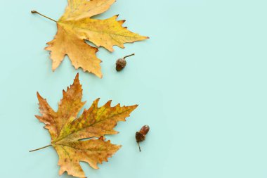 Güz yapraklarının görüntüsü arkaplanda daralıyor