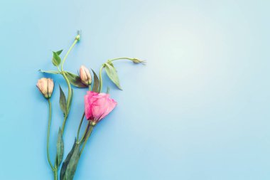 Pastel mavi arkaplan üzerinde pembe çiçeklerin üst görünümü. Düz yatıyordu.