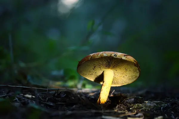 Foto Von Glühenden Pilzen Der Nacht Geheimnisvoller Wald Fantasiekonzept lizenzfreie Stockfotos