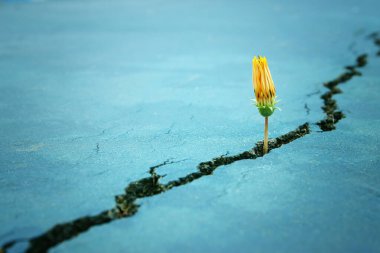 Asfalt zemindeki çatlaklar arasında büyüyen çiçek filizleri.