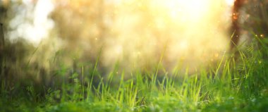 Rüya gibi soyut orman görüntüsü, çiçek açan çayır ve pastel bokeh ışıkları.