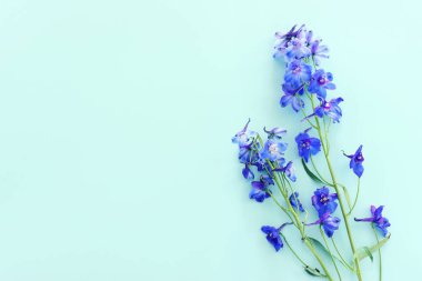 Menekşe desenli çiçeklerin üst görünümü arkaplan üzerindeki kompozisyonu