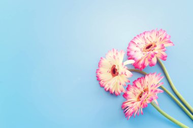 Pastel mavi arkaplan üzerinde pembe çiçeklerin üst görünümü. Düz yatıyordu.