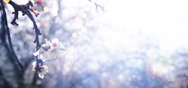 Bahar çiçeğinin rüya gibi arka planı. seçici odak