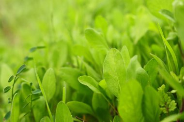 Çayırda yeşil yapraklar. Bahar ve eko kavramı