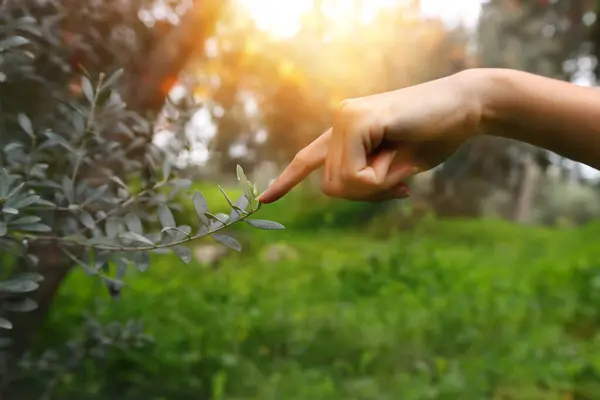 Woman hand touching tree branch. Concept of connection and nature care