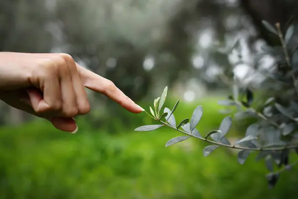 Mulher Mão Tocando Árvore Ramo Conceito Conexão Cuidados Com Natureza Imagem De Stock