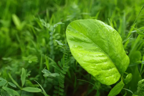 Zelené Listí Louce Jarní Ekologický Koncept Stock Snímky