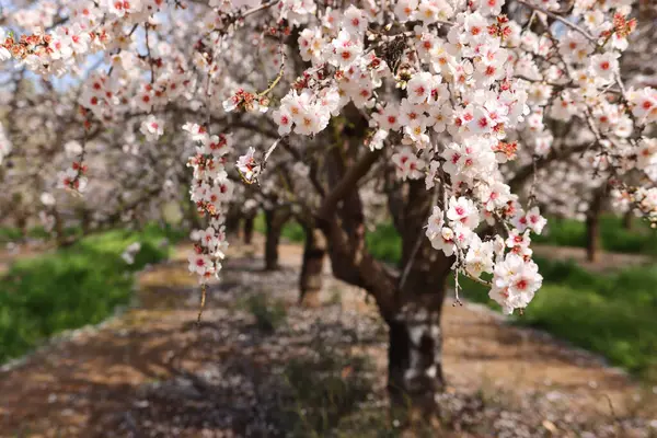 Fundo Árvore Flor Primavera Foco Seletivo Imagem De Stock