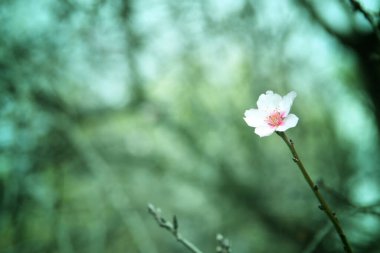 Bahar çiçeğinin rüya gibi arka planı. seçici odak