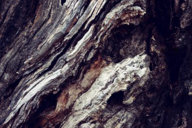 Soyut bir ağaç gövdesinin yakın plan görüntüsü. ahşap ayrıntı ve desen
