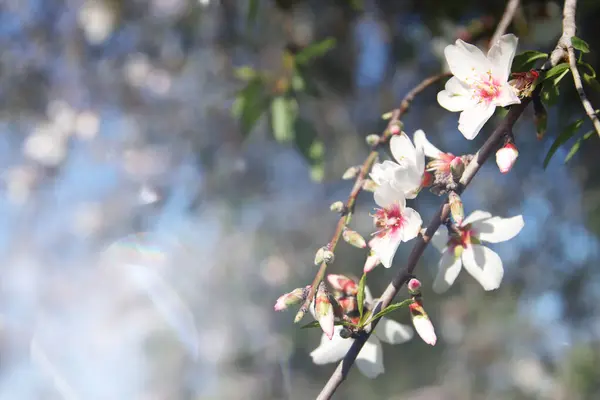 Drömmande Bakgrund Våren Blomma Träd Selektivt Fokus Royaltyfria Stockfoton